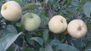 Яблоня сорт позднелетний Антоновка 600 фунтовая