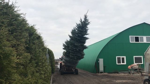 Необычная история. Ель колючая "Глаука": выкопка и погрузка смотреть онлайн