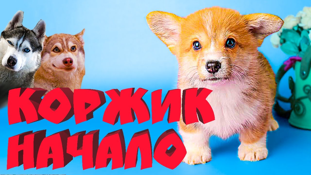 КОРГИ КОРЖИК. НАЧАЛО. смотреть онлайн