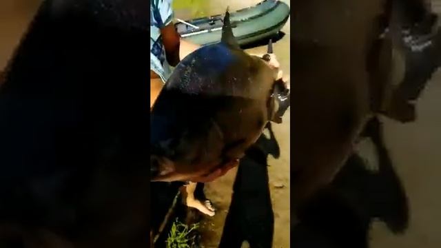 Пиранья из Волги смотреть онлайн