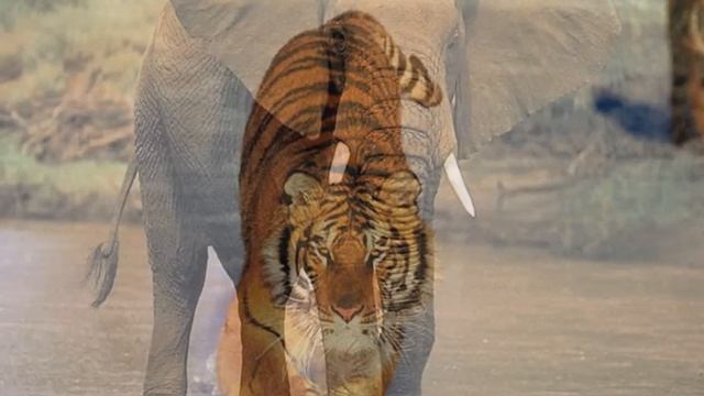In the animal world - Slide show of wild animals (В мире животных - Слайд-шоу диких животных) смотреть онлайн