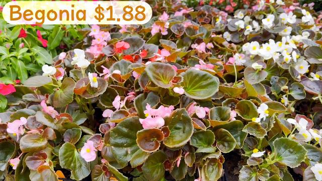 Plant Shopping May 2023/ Tropical Plant Tour with Names/ Calm Music/ Lowe's Garden Center Zone 9b смотреть онлайн