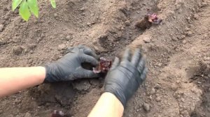 Выращивание салата в теплице . Салат лолло бионда,  ромен и лолло роса.