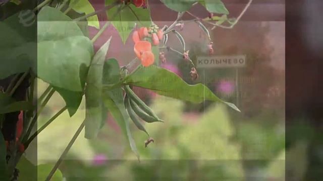 Отделение трудовой реабилитации на базе подсобного хозяйства ГБСУСО МО Колычевский ПНИ смотреть онлайн