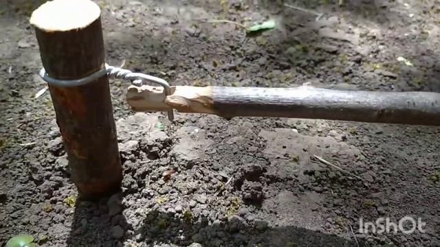 Как сделать ловушку на фазана. смотреть онлайн