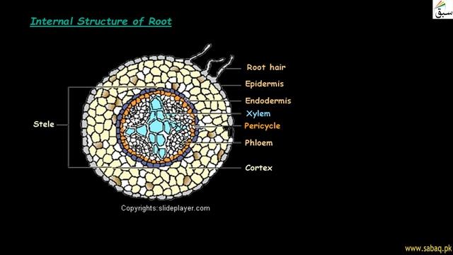 Structure of Root, Biology Lecture | Sabaq.pk смотреть онлайн
