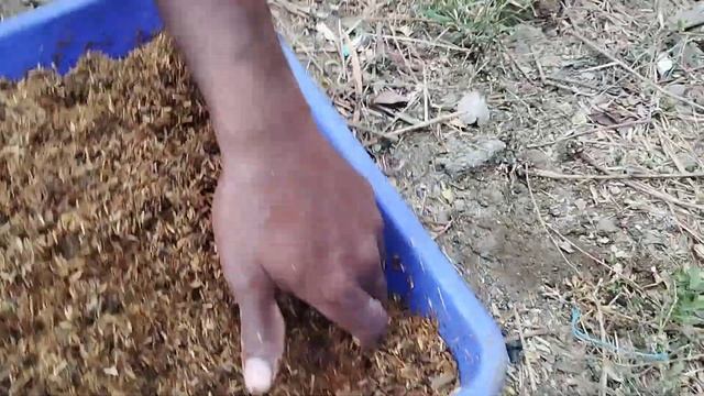 reasonable option of maggots for poultry against costly ready feed@ js sociotainment# jinbdagispeak смотреть онлайн