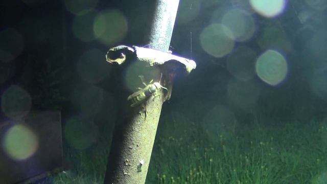 Ловля ночных бабочек. Малый винный бражник. Sphingidae. Deilephila porcellus. смотреть онлайн