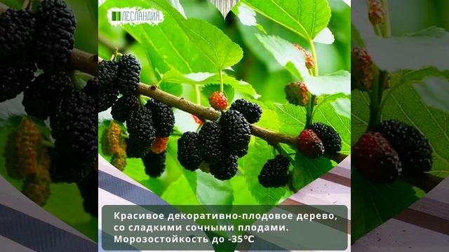 Шелковица черная Сладкоежка, Семена смотреть онлайн