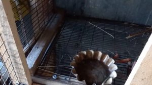 Клетки для кроликов своими руками в домашних условиях#кролики#клетки_для_кроликов#кролиководство