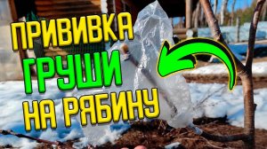 Как привить ГРУШУ на красную РЯБИНУ