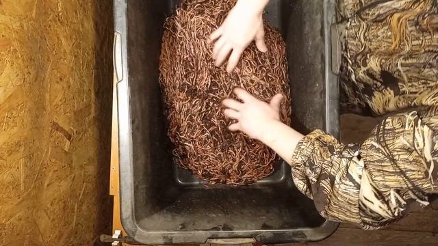 Вермикомпостер своими руками ))) смотреть онлайн