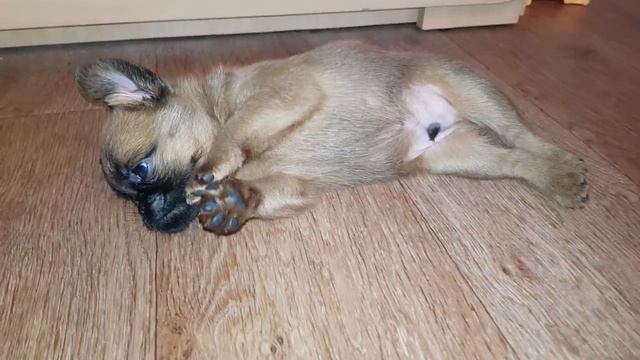 щенок пти брабансон в продаже смотреть онлайн