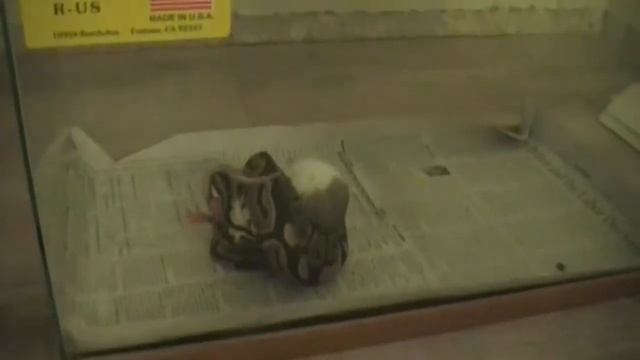 Ball Python Live Feeding****(Warning Graphic)*** Slow Motion/ Then live speed at the end смотреть онлайн