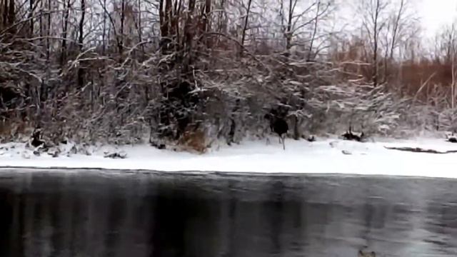 Охота на лося с лайками смотреть онлайн