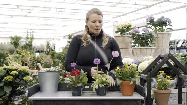 Primula смотреть онлайн