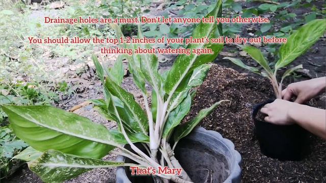 Propagation of Chinese Evergreen (Aglaonema) / Complete Guide Care and Tips | That's Mary смотреть онлайн