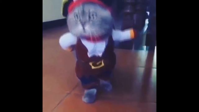 ШОК! КоТ ПИРАТ 18+ ....xD смотреть онлайн