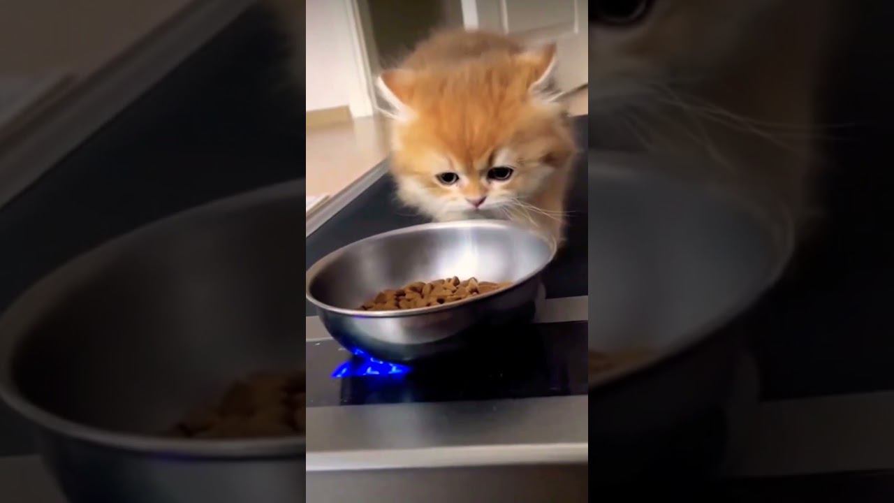 ▷Кошачья мотивация◁ смотреть онлайн