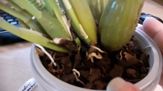 Орхидея Камбрия Колманара Тропик Джангл | Cambria Colmanara Tropic Jungle