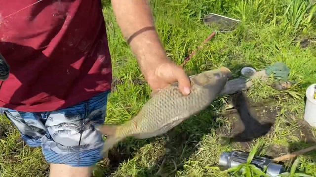 Ловля карпа на кукурузу. Общий водоём смотреть онлайн