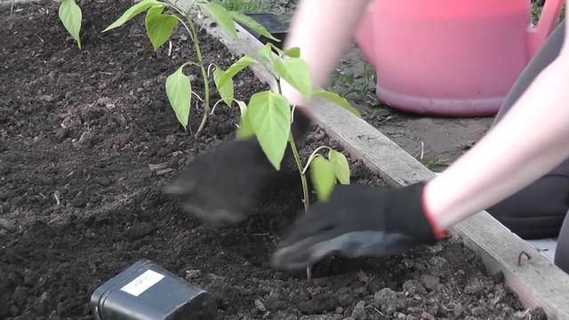 Высаживаем рассаду перцев в открытый грунт. Я сажаю. смотреть онлайн