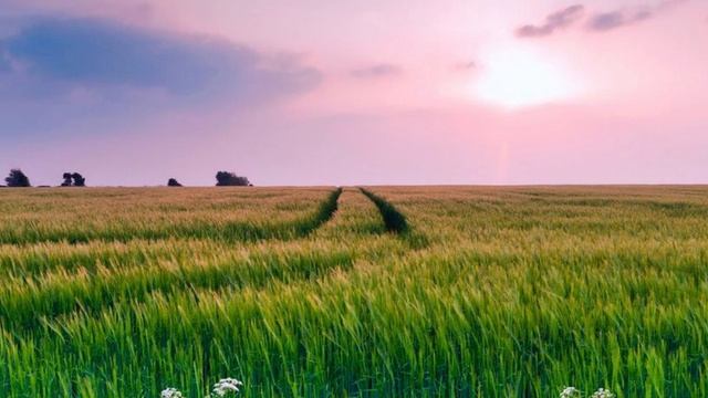 Andre Tanneberger - Fields Of Love [QH Version]