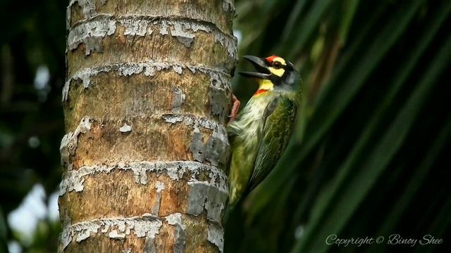 COPPERSMITH BARBET / CRIMSON-BREASTED BARBET || NESTMAKING || смотреть онлайн