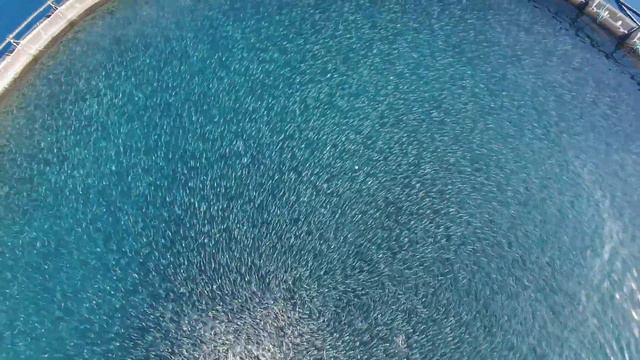 SeaTrip:Рыбная ферма Кипр(Cyprus fish farm) смотреть онлайн