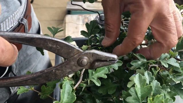 ありえない5㎝以内のサンザシ盆栽に実がつく。花芽分化と異種交配・生産者小品盆栽職人やじま園＠盆栽タネ смотреть онлайн