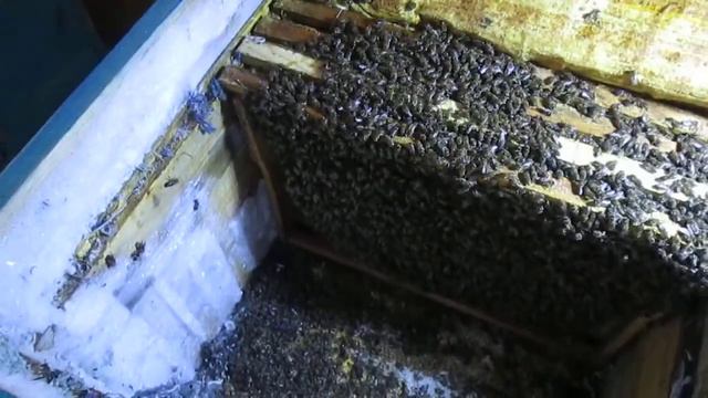 ЗИМА .ЭКСТРЕННОЕ ПЕРЕСЕЛЕНИЕ ПЧЕЛ ИЗ ЗА НАПАДА МЫШЕЙ смотреть онлайн