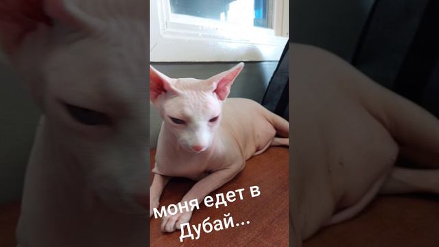 сфинкс моня собрался ехать в Дубай для отдыха.... #кот #cat смотреть онлайн