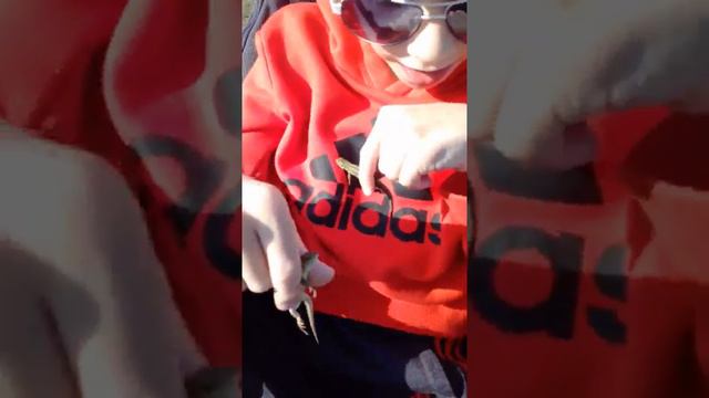 Ящер степной