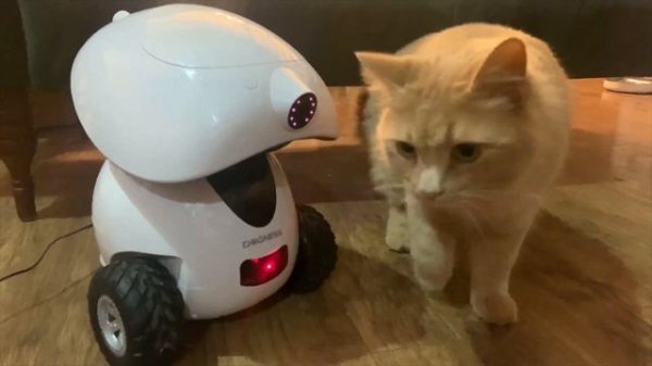 Dogness iPet Smart Robot Treat Dispenser blogger review