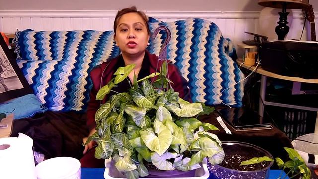 Care And Propagation Of White Butterfly Arrowhead [Nephthytis]