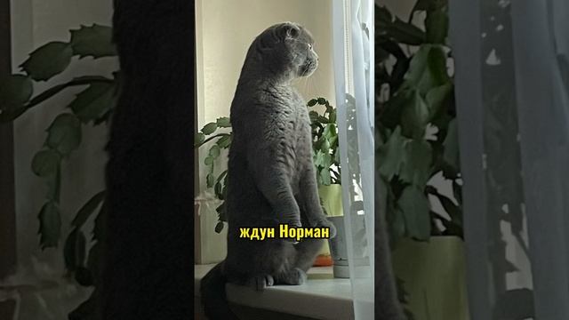 Нажмите на экран и узнайте, кто вы из #ПушистогоПолитехаПетра смотреть онлайн