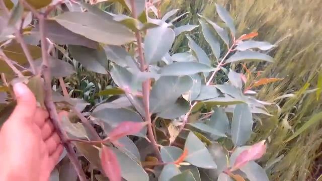 How To Grow Jamun Java Tree From Seed In Pakistan In Urdu смотреть онлайн