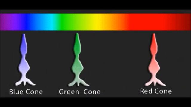 How Do Cats See the World? Cat Vision vs. Human Vision смотреть онлайн