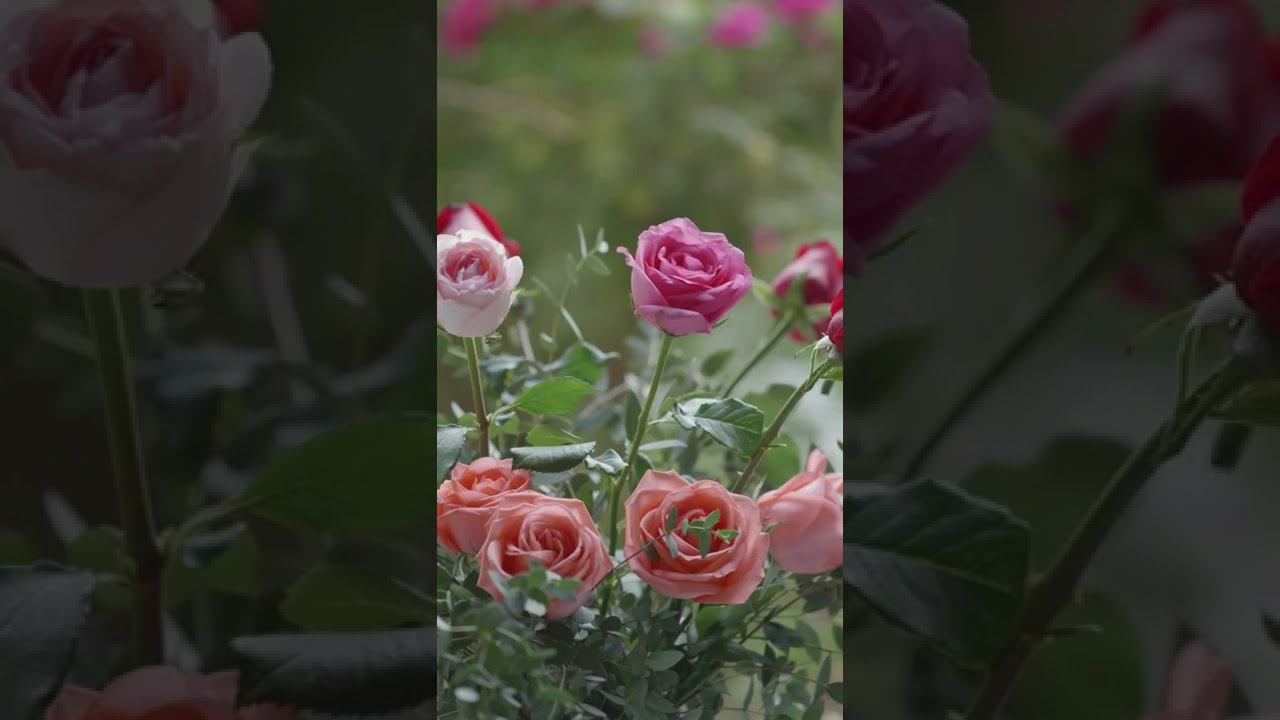 ОМАР ХАЙЯМ "ОДИН НЕ РАЗБЕРЕТ ЧЕМ ПАХНУТ РОЗЫ.." смотреть онлайн