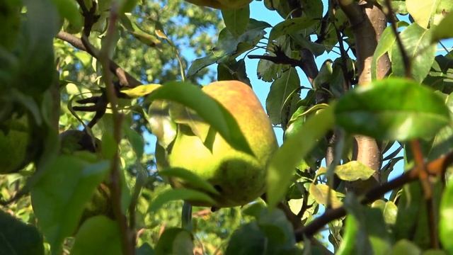Позднезимний сорт груши ДЕКАНКА БУШЕ смотреть онлайн
