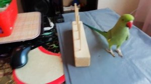 Смотри и учись! Игра или дрессировка? Ожереловый попугай Кузя.