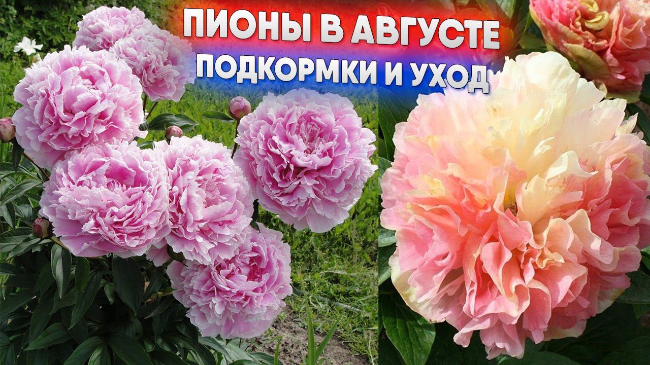 Пионы в августе - подкормки и уход