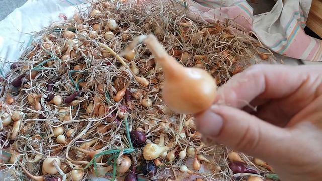 Лук без полива на юге. Стоило ли сажать? Урожай!)