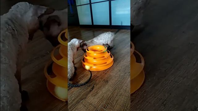 Новая игрушка смотреть онлайн