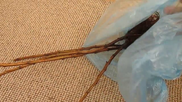 Купил малину и ежевику (Желтый гигант и Карака блэк) смотреть онлайн