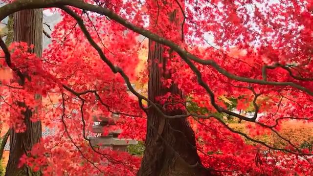 Amazing Guitar Covers That Will Blow Your Mind / TOP 30 GUITAR MUSIC CLASSICAL смотреть онлайн