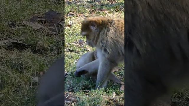 Магот ? 30.11.2022 (11) смотреть онлайн