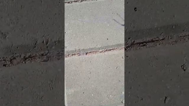 Увидели кузнечика смотреть онлайн