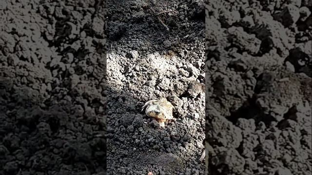 Земляная лягушка(жаба) закапывается/The ground frog (toad) is buried #shorts смотреть онлайн