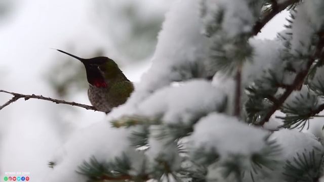 Самая красивая мелодия на свете! Эту музыку можно слушать вечно! Нежная Спокойная Музыка Для Души